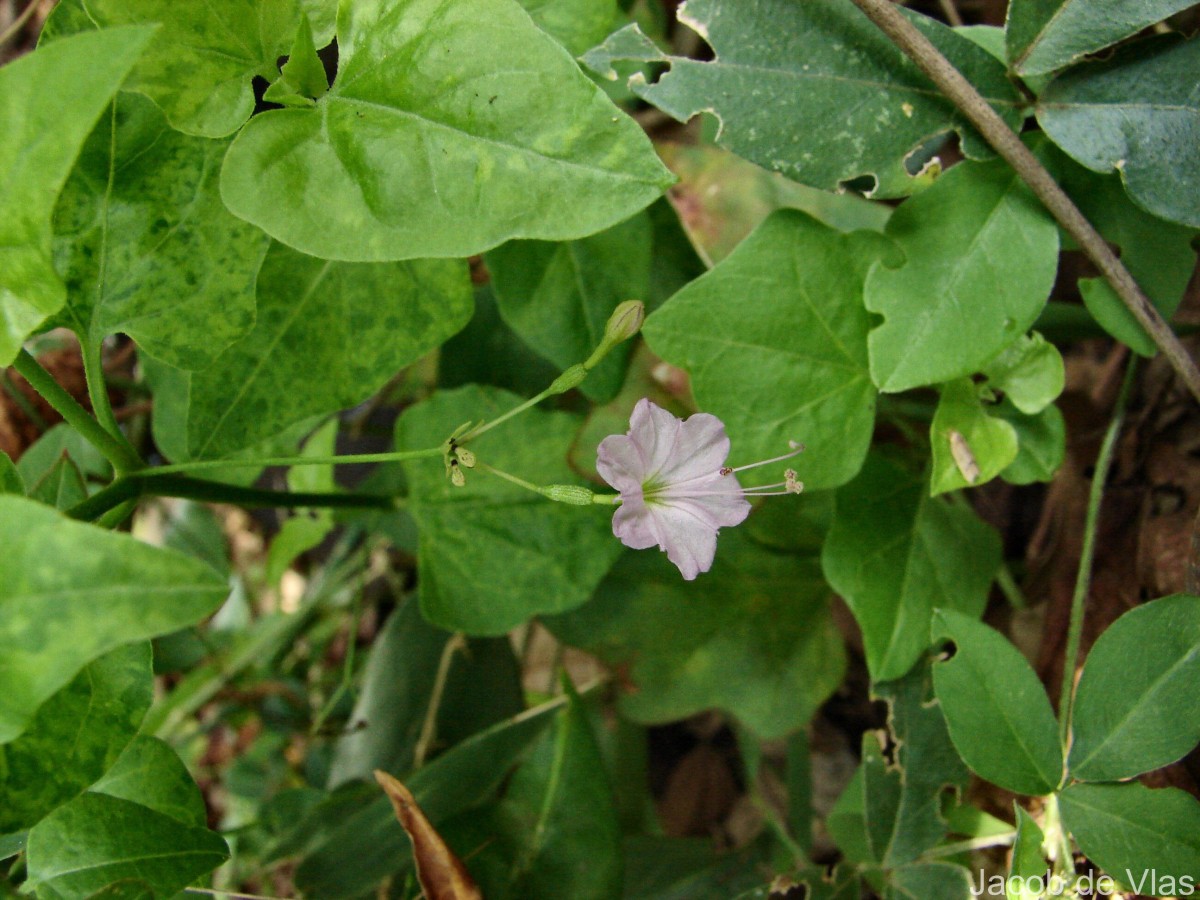 Commicarpus